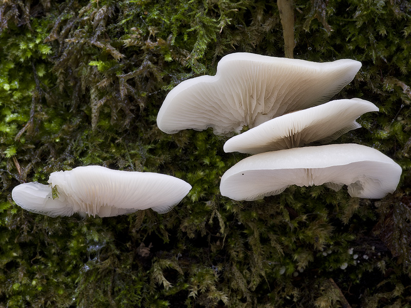 Crepidotus malachius